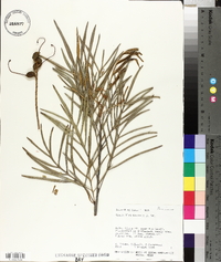 Grevillea banksii image