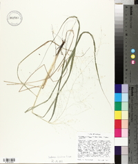 Eragrostis hirsuta image