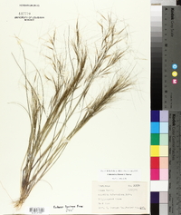 Aristida tuberculosa image