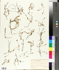 Selliera radicans image
