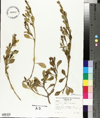 Scaevola crassifolia image