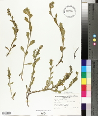 Scaevola albida image