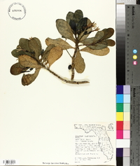 Scaevola plumieri image
