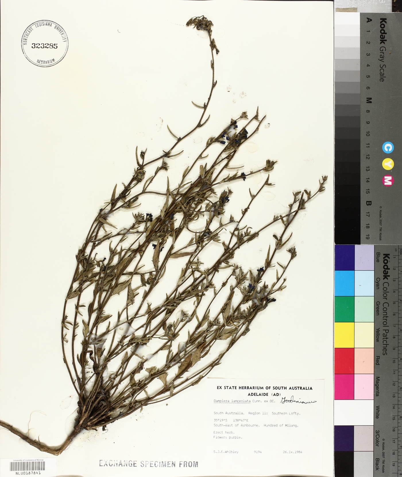 Dampiera lanceolata image