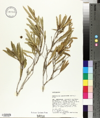 Coeloneurum ferrugineum image