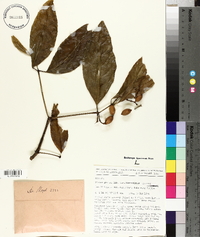 Gnetum gnemon image