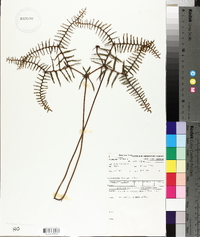 Gleichenia dicarpa image