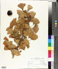 Ginkgo biloba image