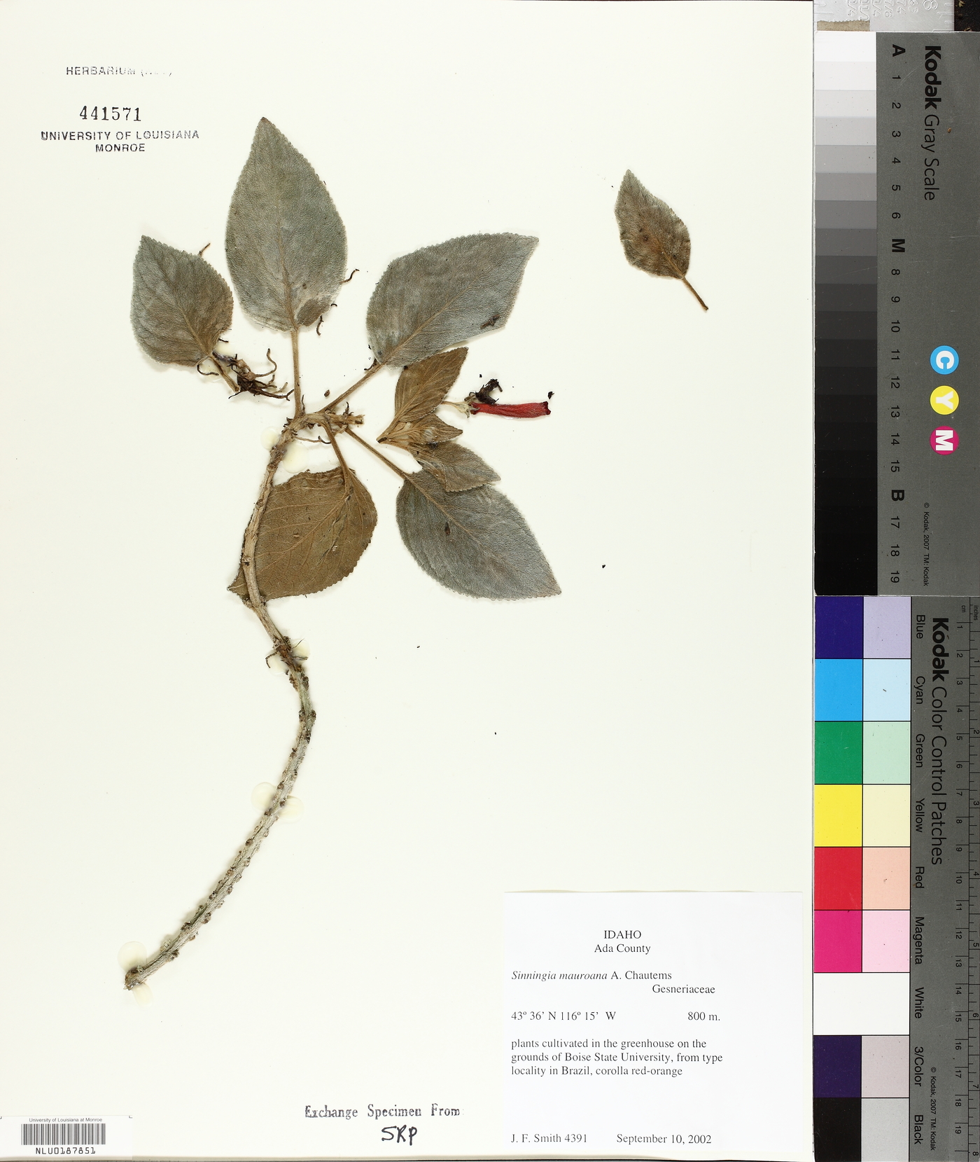 Sinningia mauroana image