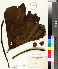 Media resource of Gunnera bracteata