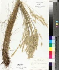 Melica ciliata image