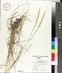 Elymus trachycaulus subsp. subsecundus image