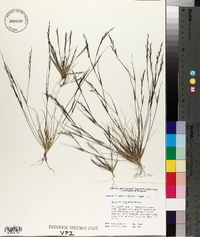 Aristida dichotoma image