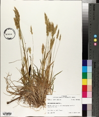 Anthoxanthum odoratum image