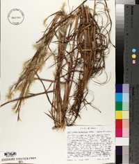 Andropogon ternarius image