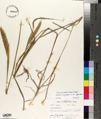 Elymus virginicus var. virginicus image