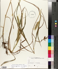 Elymus virginicus var. virginicus image