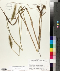 Elymus glabriflorus image