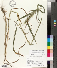 Elymus glabriflorus image