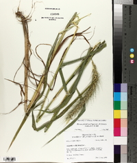 Elymus glabriflorus image