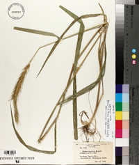Elymus glabriflorus image