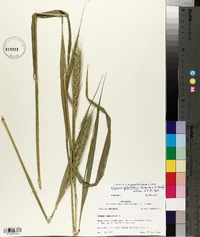 Elymus glabriflorus image