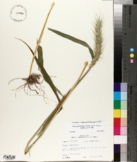 Elymus glabriflorus image