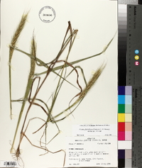 Elymus glabriflorus image