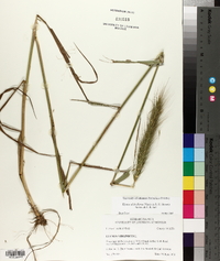 Elymus glabriflorus image