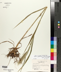 Elymus glabriflorus image
