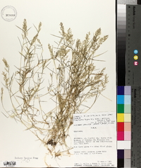 Eragrostis hypnoides image