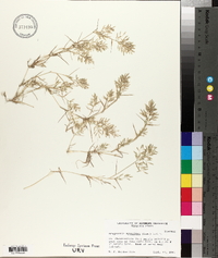 Eragrostis hypnoides image
