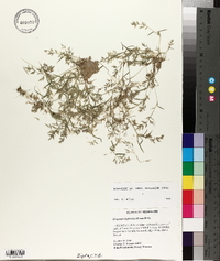 Eragrostis hypnoides image