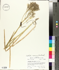 Lophiola aurea image