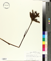 Lachnanthes caroliana image