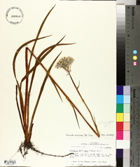 Lachnanthes caroliana image