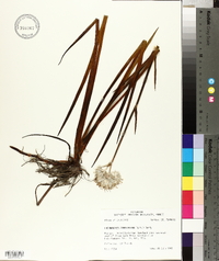 Lachnanthes caroliana image