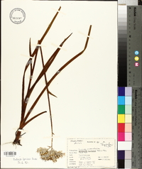 Lachnanthes caroliana image