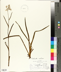 Lachnanthes caroliana image