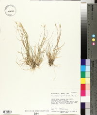 Danthonia unispicata image