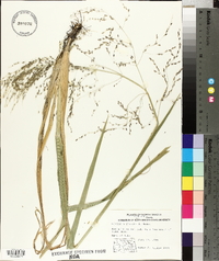 Glyceria grandis image