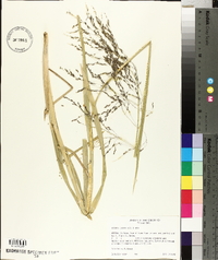 Glyceria grandis image