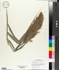 Phragmites australis image