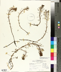 Myriophyllum aquaticum image