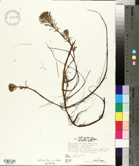 Myriophyllum aquaticum image