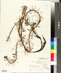 Myriophyllum aquaticum image