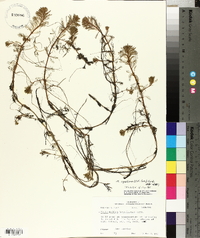 Myriophyllum aquaticum image