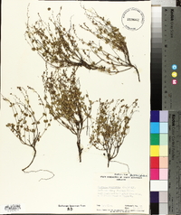 Media resource of Gonocarpus teucrioides