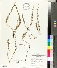 Media resource of Haloragis aspera