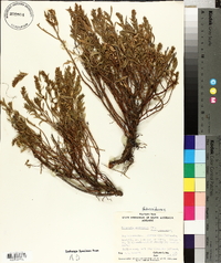Media resource of Haloragis acutangula